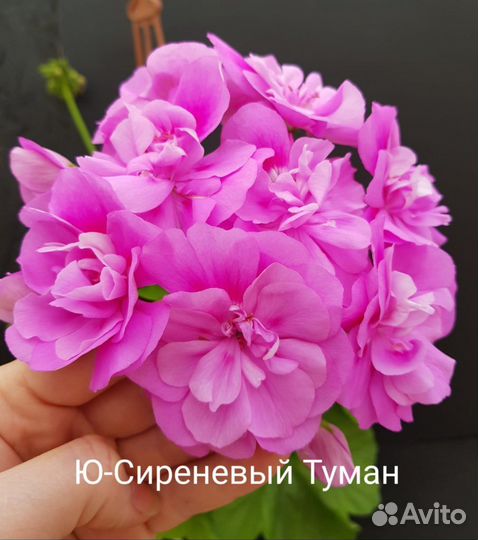 Пеларгонии сортовые