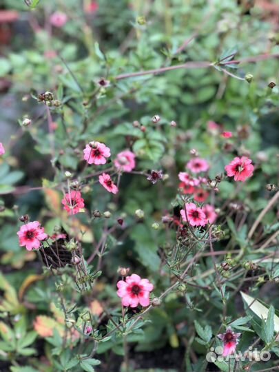 Лапчатка непальская