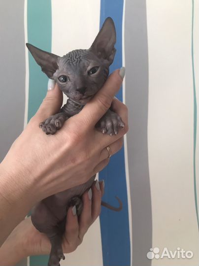 Канадский сфинкс