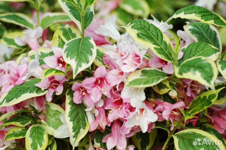 Вейгела пестр. нана вариегата (Nana Variegatа)