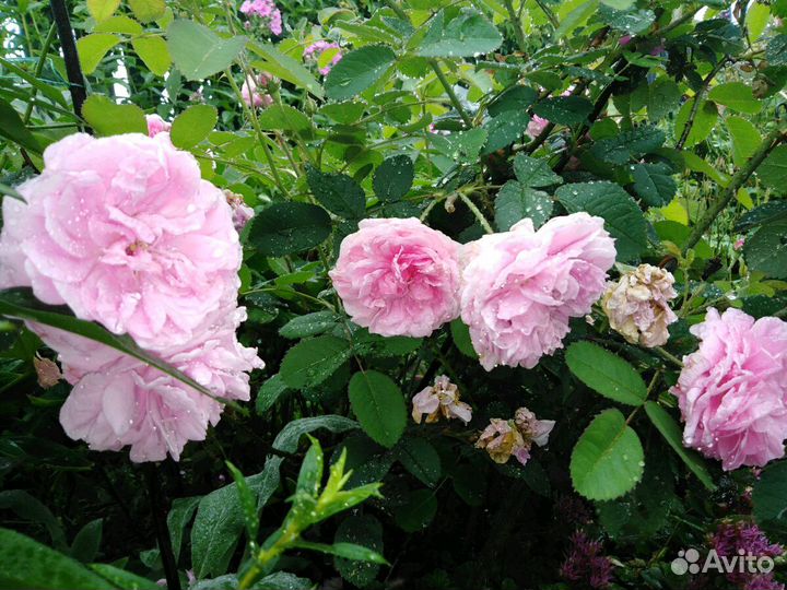 Роза парковая