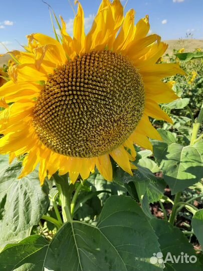 Подсолнечник семена