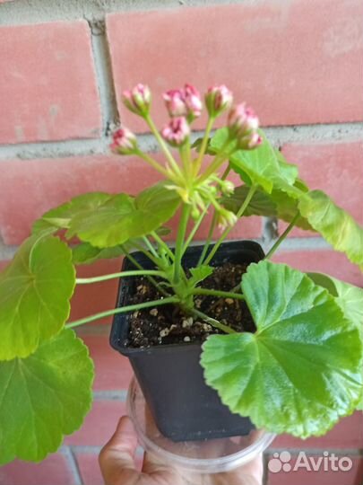 Пеларгонии сортовые