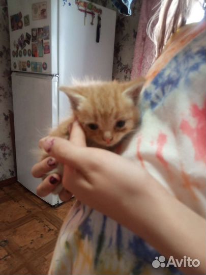 Котята от британской Вислоухой кошки