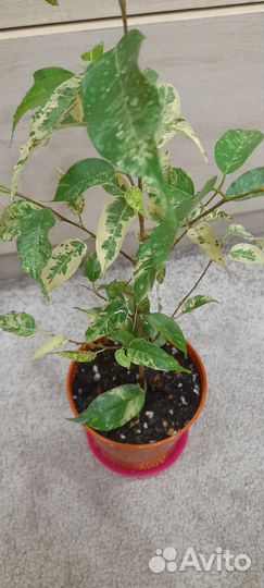 Фикус Сафари и др