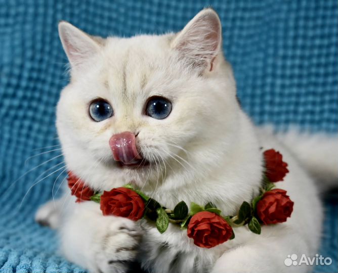 Британка с сапфировыми глазами