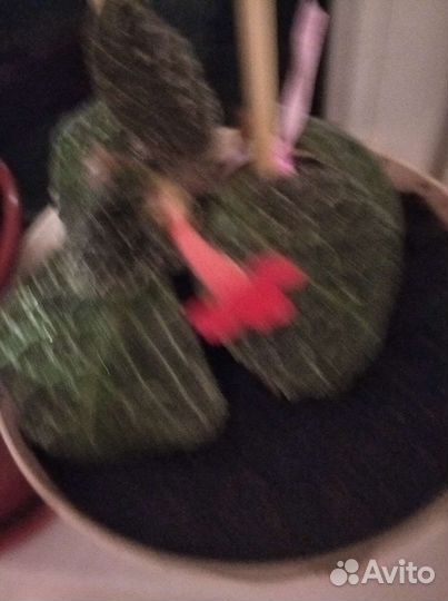 Гиппиаструм