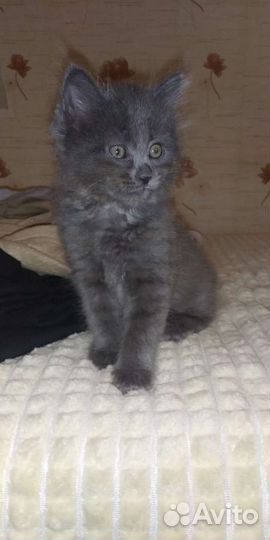 Котята в дар бесплатно
