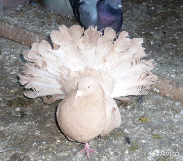 Голуби-Павлины