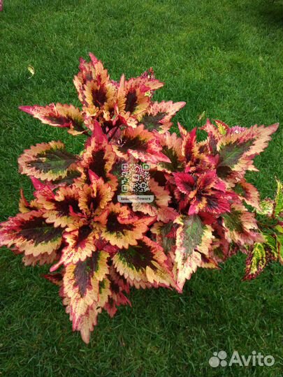 Колеусы сортовые