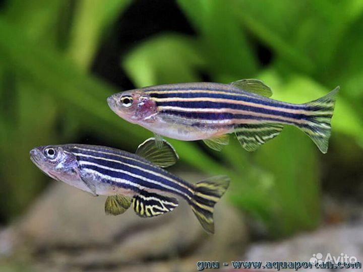 Данио глофиш (люминесцентные)