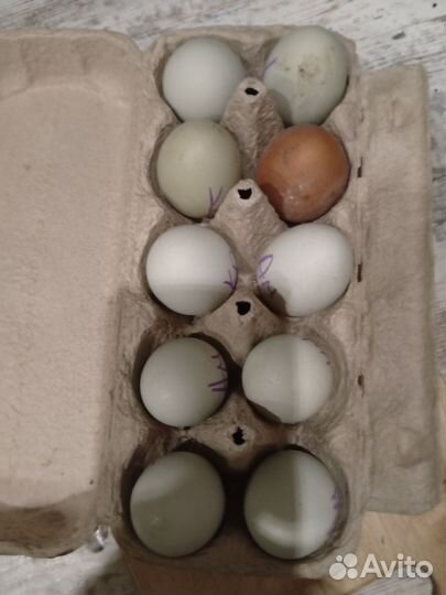 Яйца и цыплята