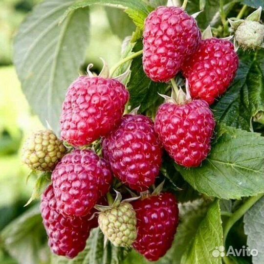 Саженцы ремонтантной малины