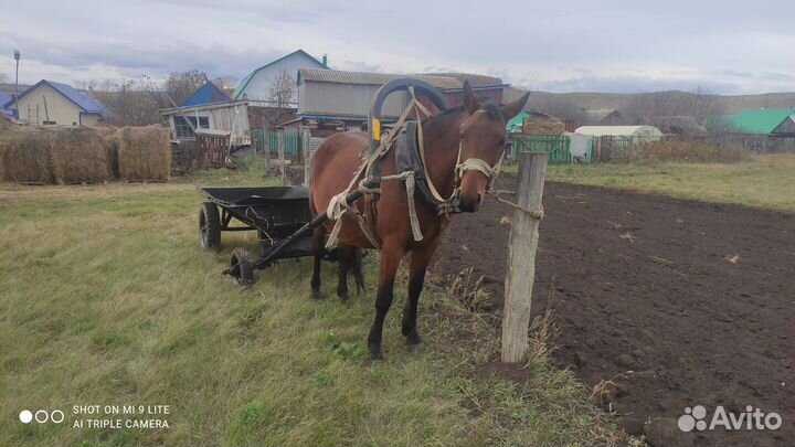 Продам лошадь с жеребенком