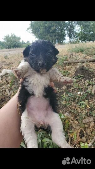 Собака в добрые руки отдам бесплатно