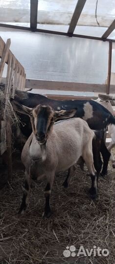 Козы нубийские дойные котные