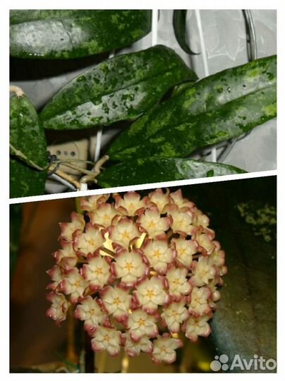 Хойя мультифлора,финлайсони,лакуноза,белла др