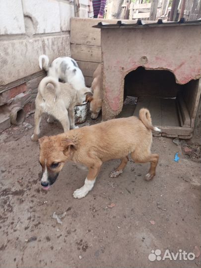 Отдам в добрые руки щенков беспородных - 4 месяца