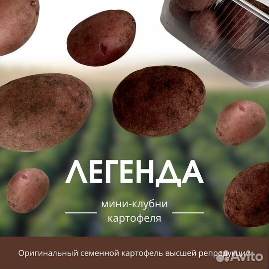 Мини-клубни «Легенда», семенной картофель