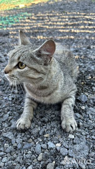 Особенная кошка