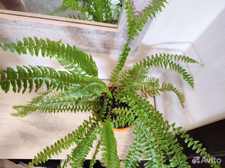 Комнатное растение Папоротник Нефролепис