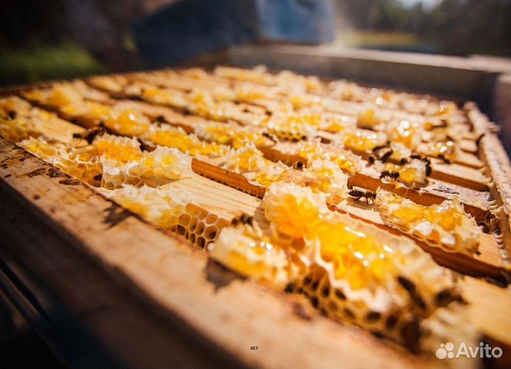 2024 Мед натуральный из Алтая опт