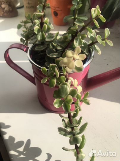 Портулакария афра