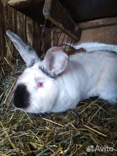 Кролики на мясо и живьем для разведения
