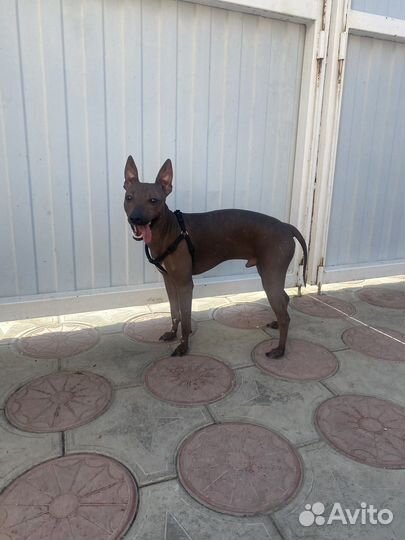 Передержка домашних животных