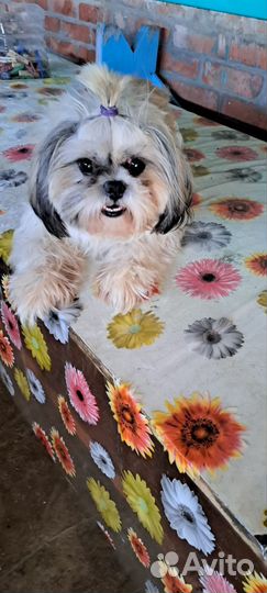 Ши-тцу девочка