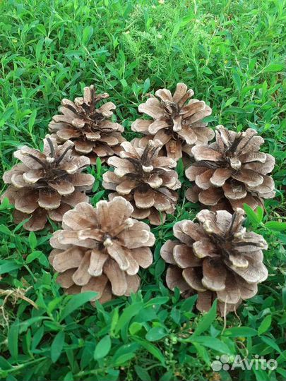 Шишки сосновые