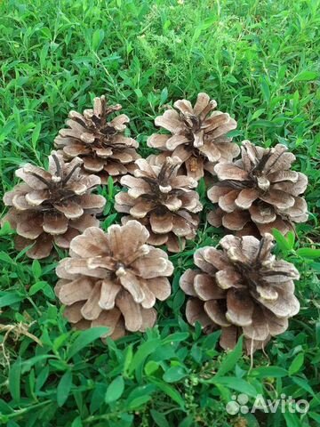 Шишки сосновые