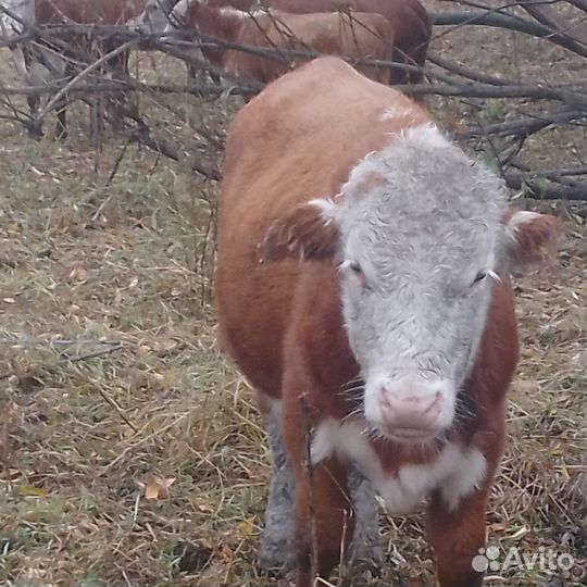 Продам бычков