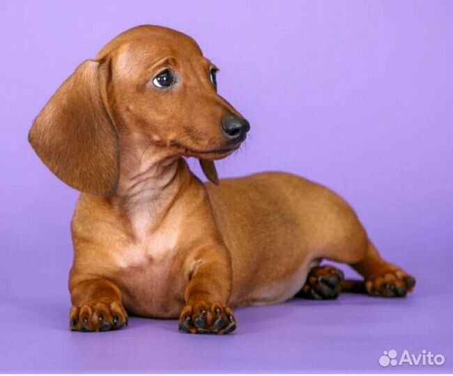 Кроличья такса