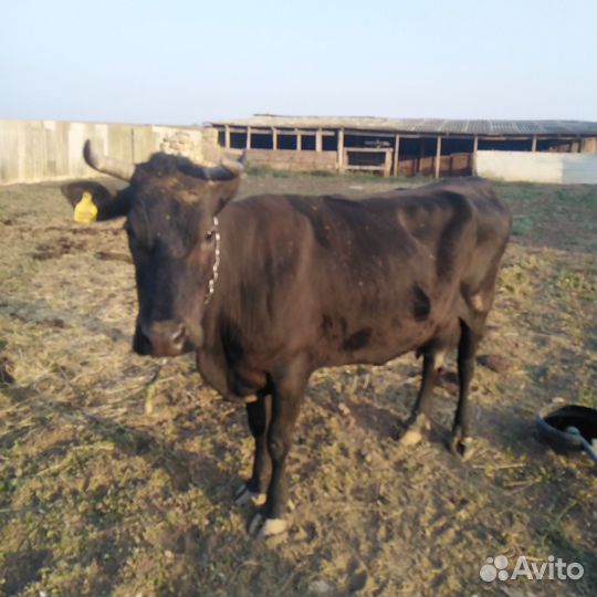 Корова дойная