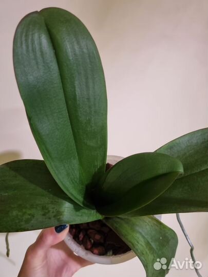 Орхидея фаленопсис Бинти (Binti) пелор