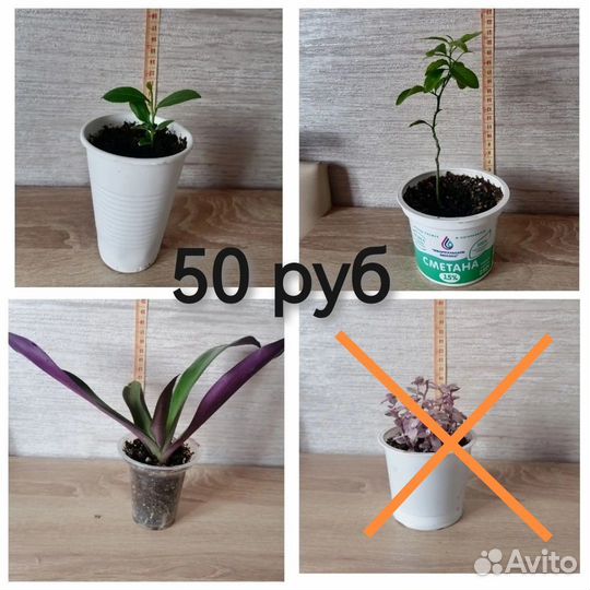 Комнатные цветы