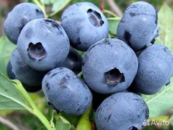 Саженцы голубики Спартан