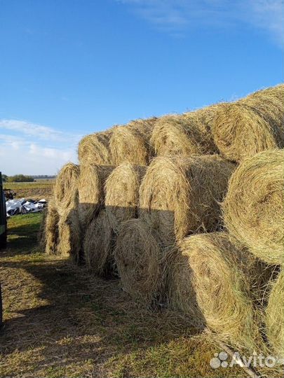 Сено в тюках