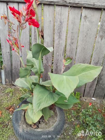 Цветы канны