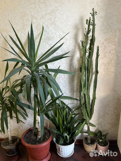 Молочай кактус