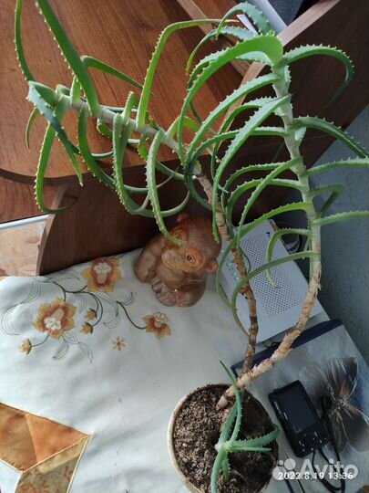 Продам алое древовидное (столетник)