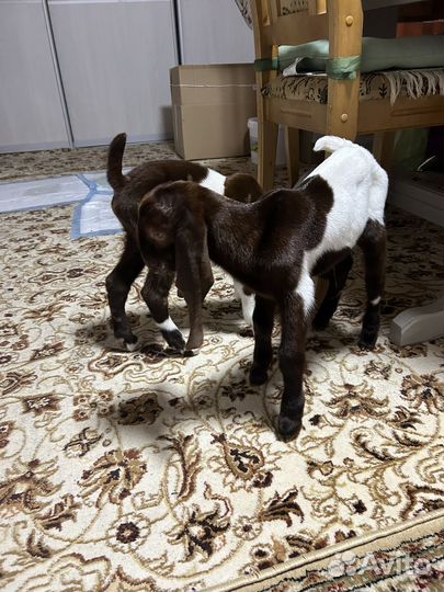 Козочка камори