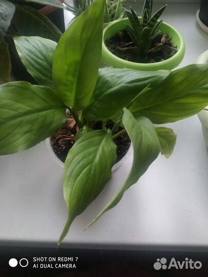 Комнатные цветы