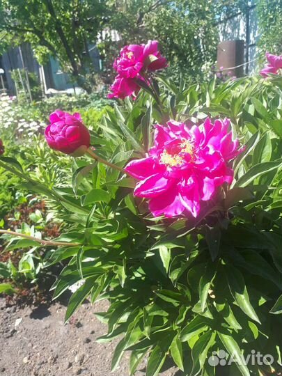 Марьин корень пионовидный