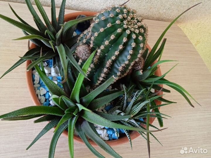 Композиция из кактусов и суккулентов (хавортии)