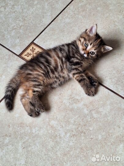 Котёнок девочка в дар