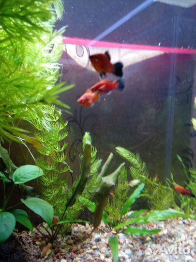 Аквариумные рыбки
