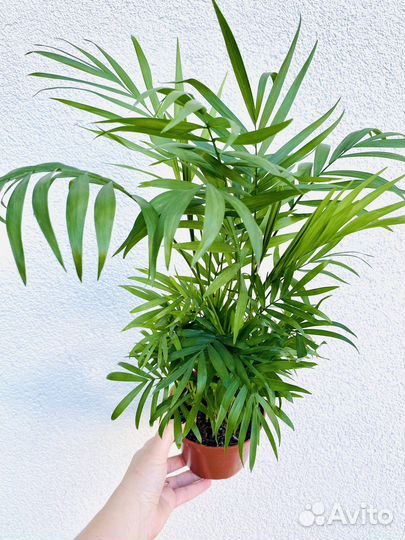 Пальма хамедорея