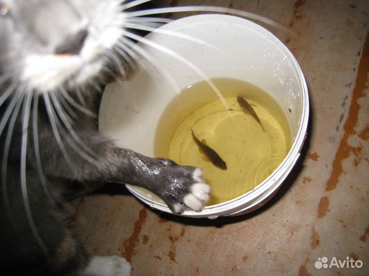 Котята отдам бесплатно